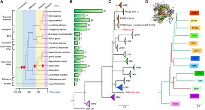 An Evolutionary Perspective of the Lipocalin Protein Family